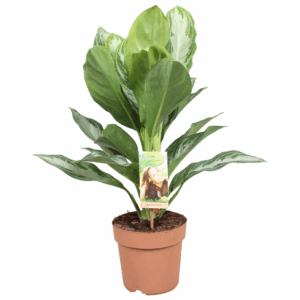 Aglaonema Silver Bay.