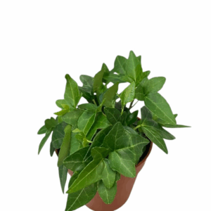 Hedera helix Shamrock.