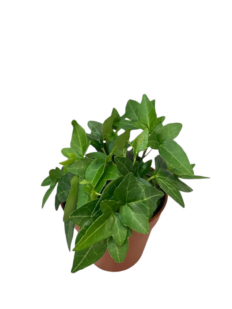 Hedera helix Shamrock.