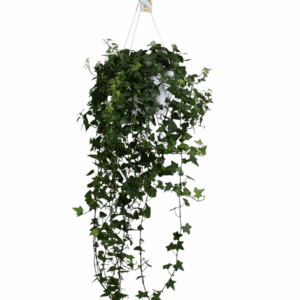 Hedera helix Anna - hang/XXL.