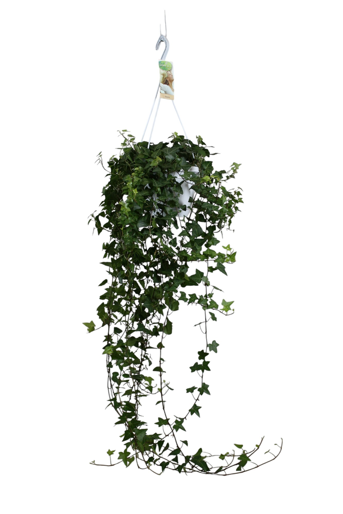 Hedera helix Anna - hang/XXL.