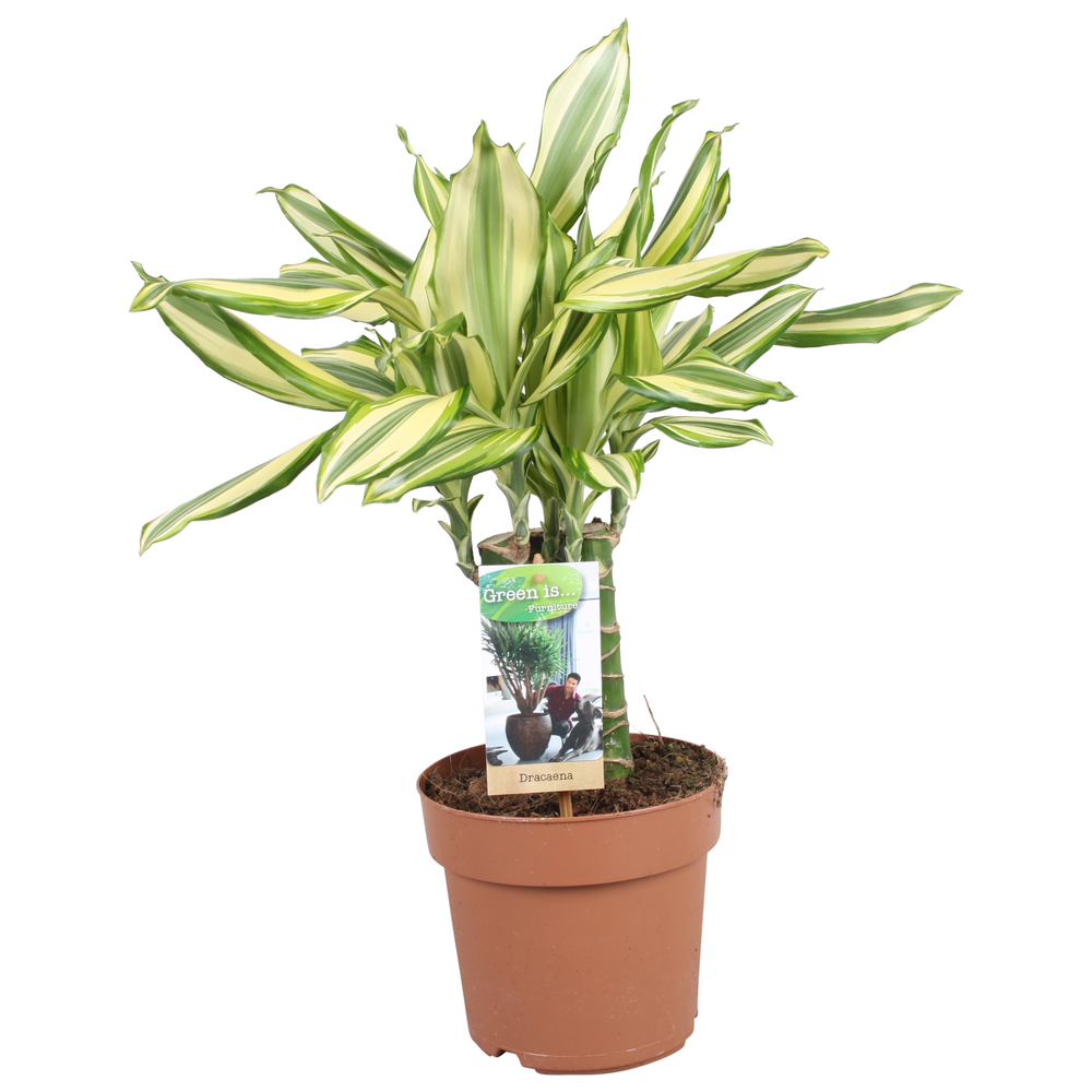 Dracaena Diamonddream carroussel.