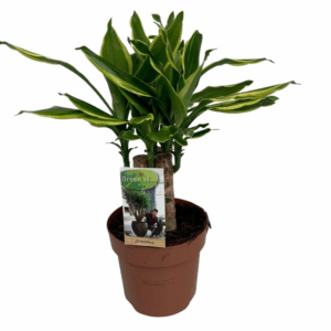 Dracaena Golden Coast carroussel.
