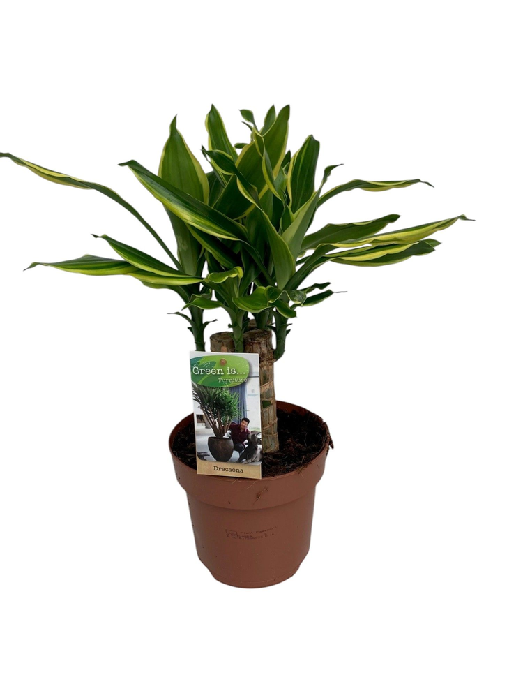 Dracaena Golden Coast carroussel.