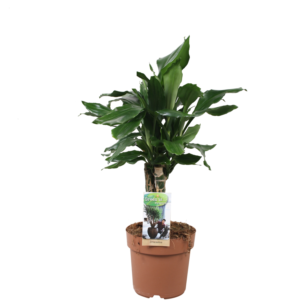 Dracaena Steudneri carroussel.