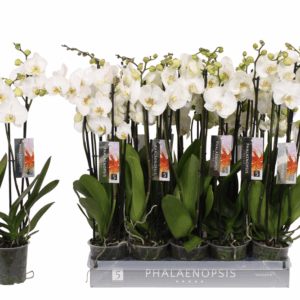 Phalaenopsis color white, 4-spike 25+.