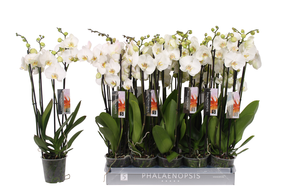Phalaenopsis color white, 4-spike 25+.