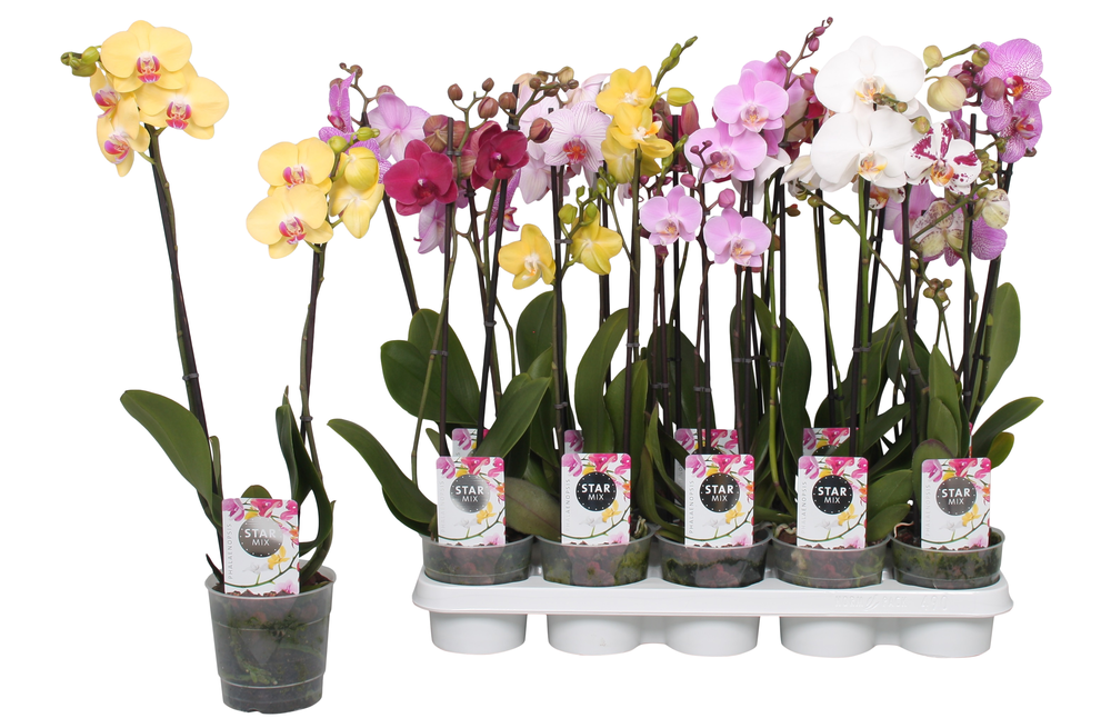 Phalaenopsis Star Mix, 2-spike 12+.