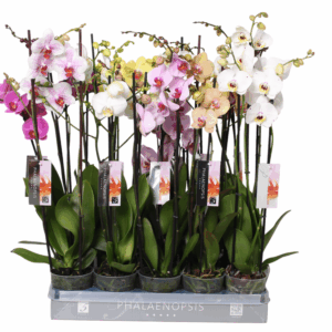 Phalaenopsis Italian mix, 2-spike 18+.