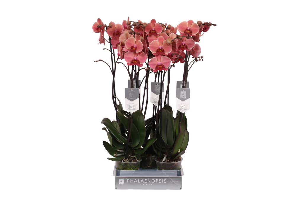 Phalaenopsis Narbonne, 2-spike 18+.