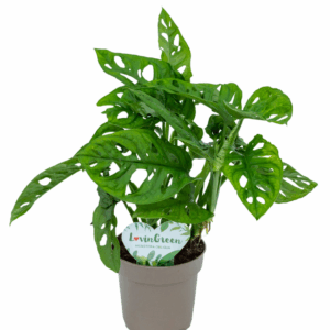 MONSTERA OBLIQUA.