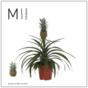 Mimesis Ananas Mi Amigo -12 cm.