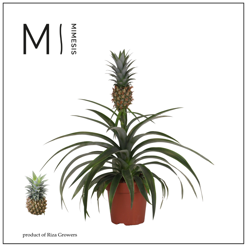Mimesis Ananas Mi Amigo -12 cm.
