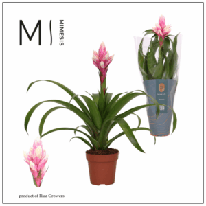 Mimesis Guzmania Rockyflower Candy - 12 cm.
