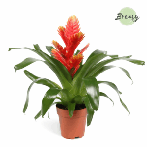 Vriesea Intenso Peach.