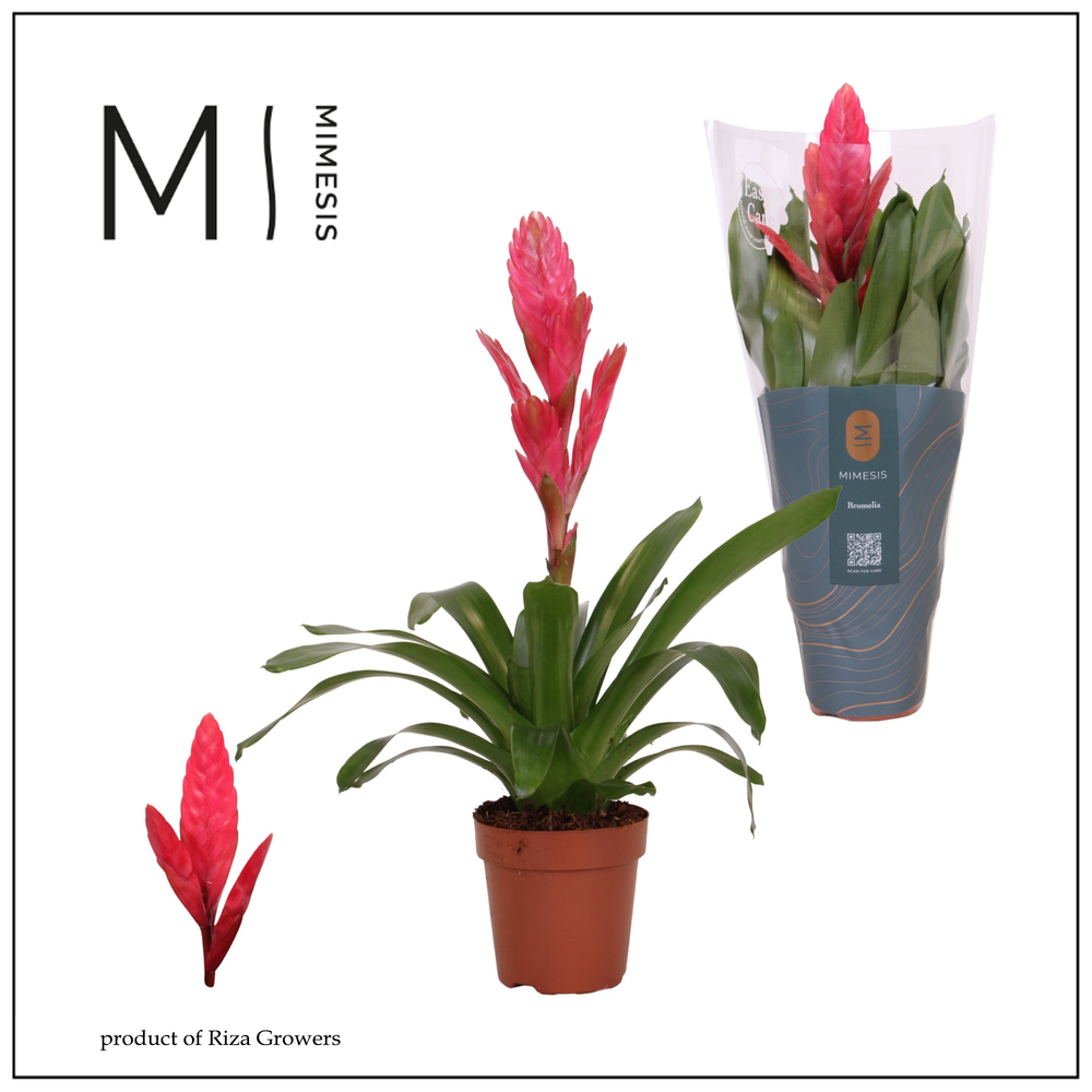 Mimesis Vriesea Intenso Pink - 12 cm.
