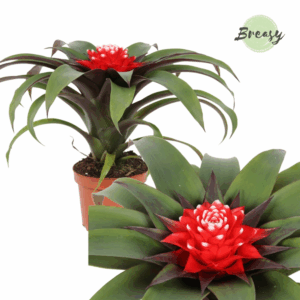 Guzmania Priscilla.