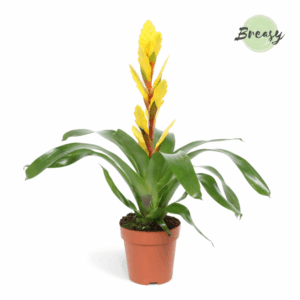 Vriesea Vision.