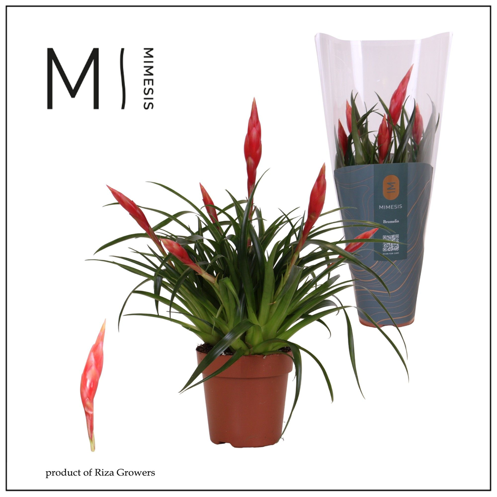 Mimesis Multiflower Astrid - 12 cm.