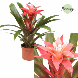 Guzmania Libby.