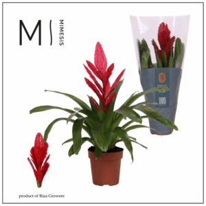 Mimesis Vriesea Intenso Red - 12 cm.