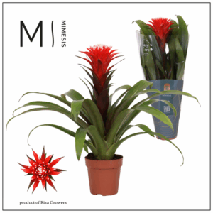 Mimesis Guzmania Rockyflower Hope - 12 cm.