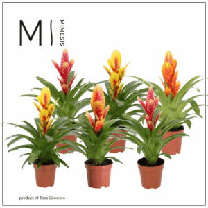 Mimesis Vriesea Cupcake - 12 cm.