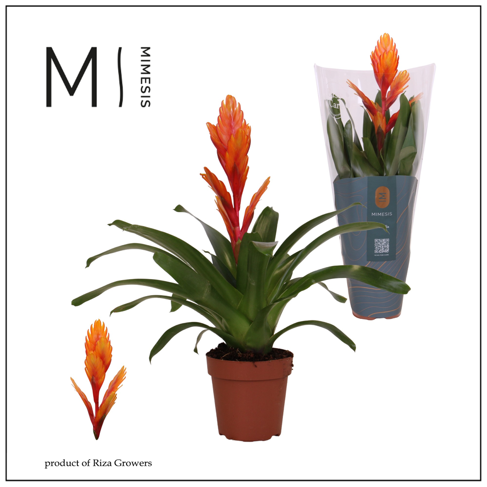 Mimesis Vriesea Intenso Orange - 12 cm.