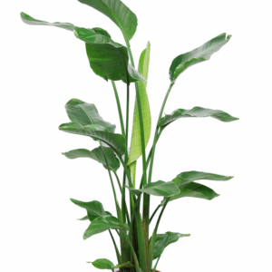 Strelitzia Nicolai 3 PP (zonder bloem) P24 100-120.