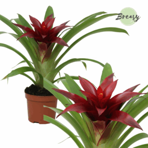Guzmania Sky.