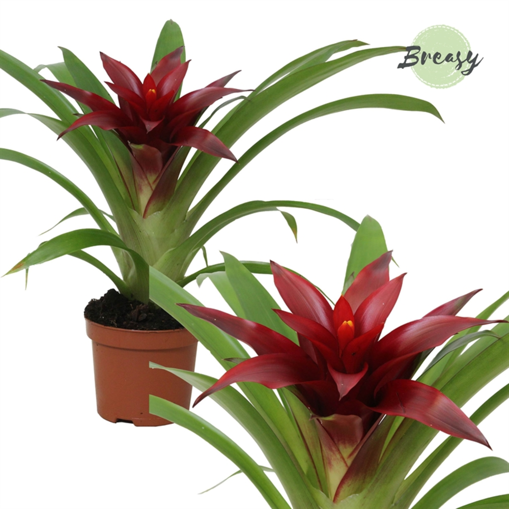 Guzmania Sky.