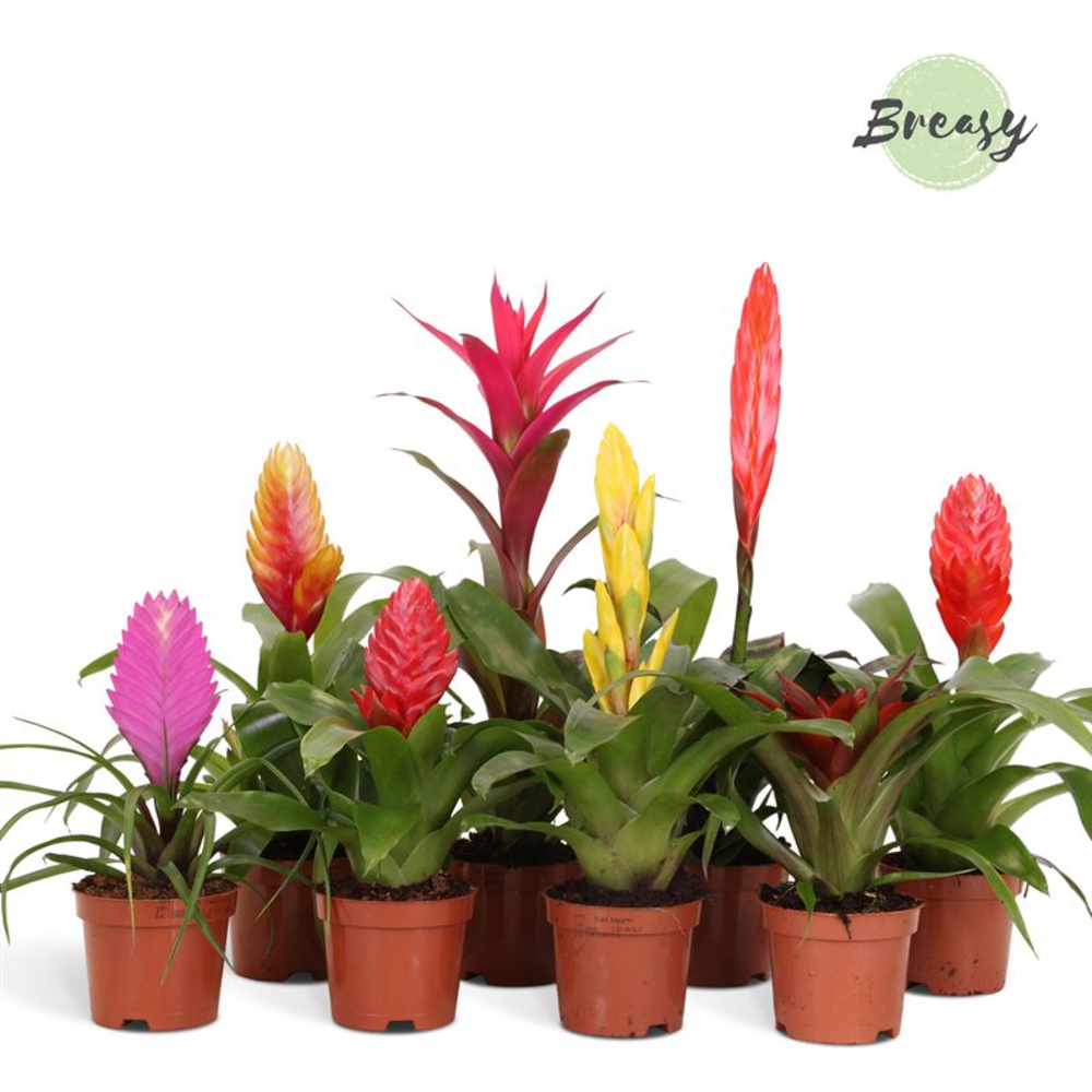 Bromelia Surprise.