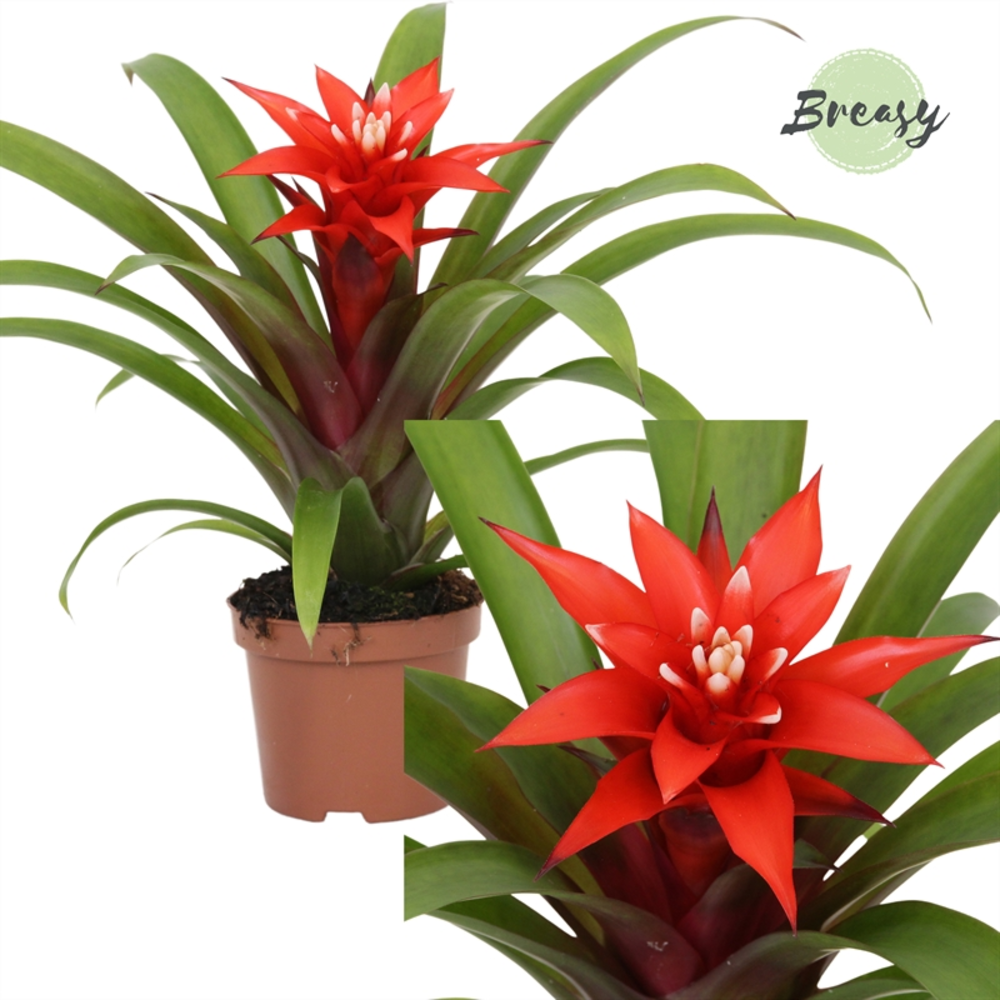 Guzmania Confetti.