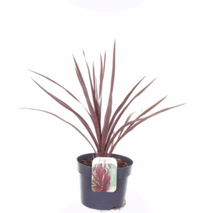 Cordyline australis Red Star.