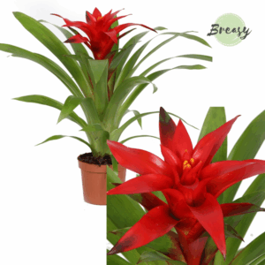 Guzmania Blitz.