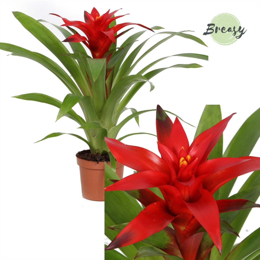 Guzmania Blitz.