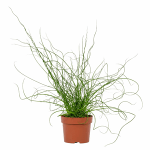 Juncus Liebeslocken 12cm.