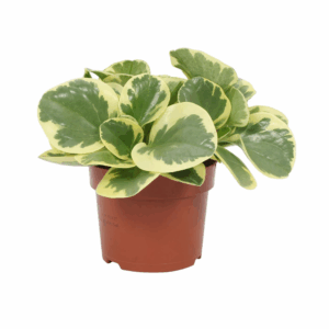 Peperomia obtusifolia Variegata 12cm.
