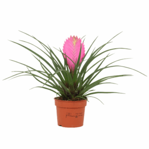 Tillandsia cyanea 'Anita'.