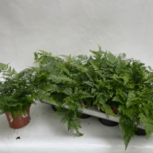 Humata Tyermannii (Davallia Hazenpootvaren).