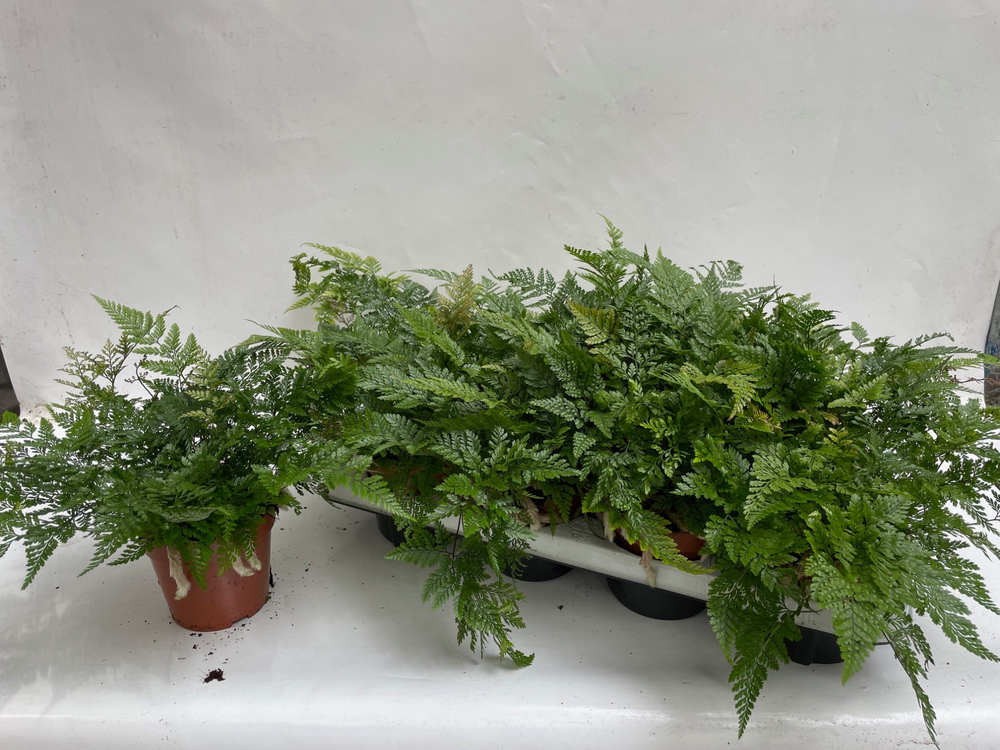Humata Tyermannii (Davallia Hazenpootvaren).