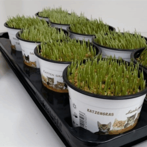 Kattegras - Hordeum sp..