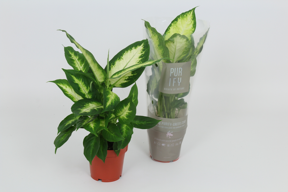 Purify Dieffenbachia Camilla 12 cm.