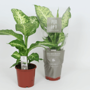 Purify Dieffenbachia Mars 17 cm.