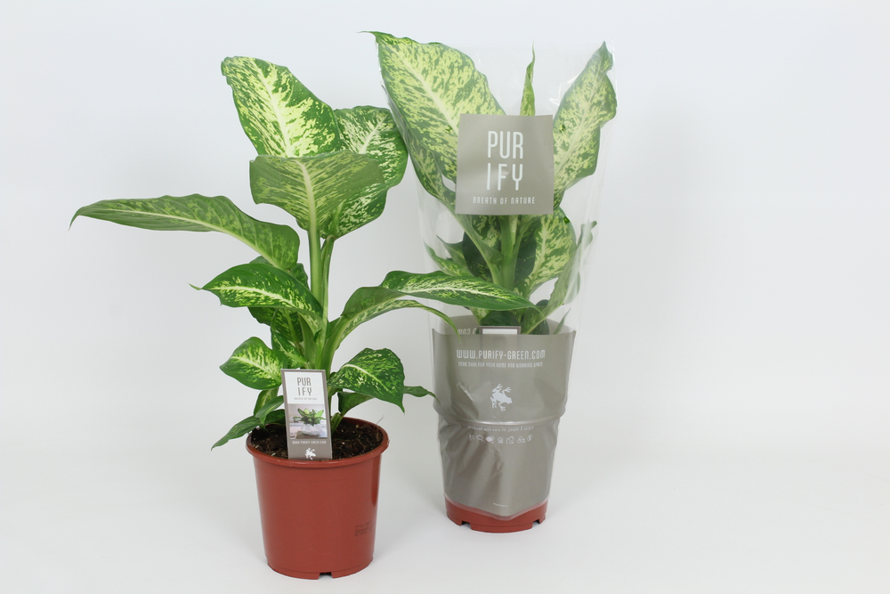Purify Dieffenbachia Mars 17 cm.