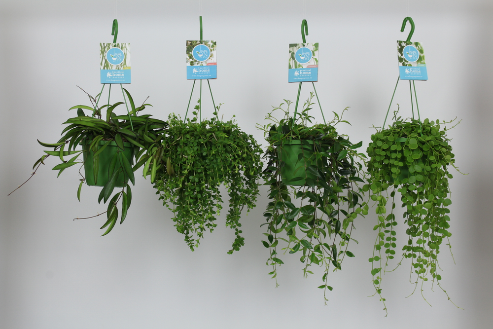 HangonGreen Hangplanten Gemengd 14 cm.