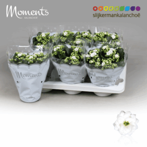 Kalanchoe Moments - White.