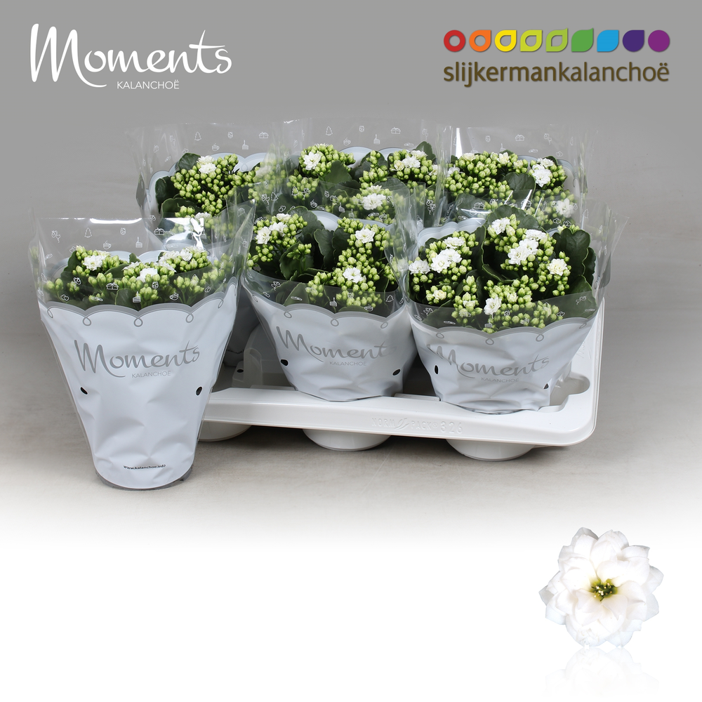 Kalanchoe Moments - White.