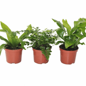 Asplenium Gemengd.