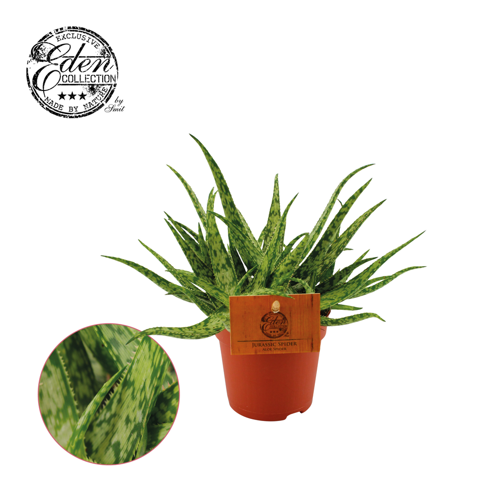 Aloe Spider 10,5cm.